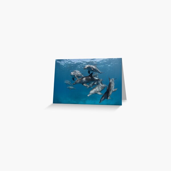 Wild-wild dolphins Greeting Card