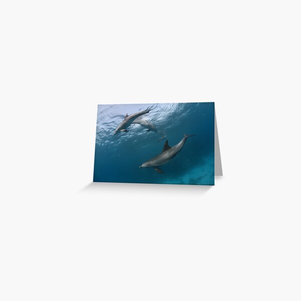 Wild Games Greeting Card