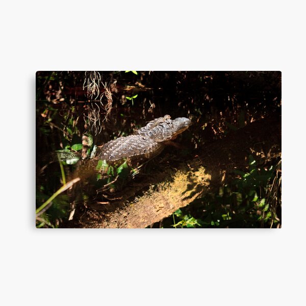 Along For The Ride Canvas Print