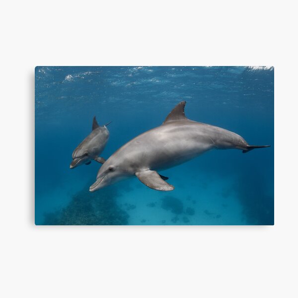 Wildlife geometry Canvas Print