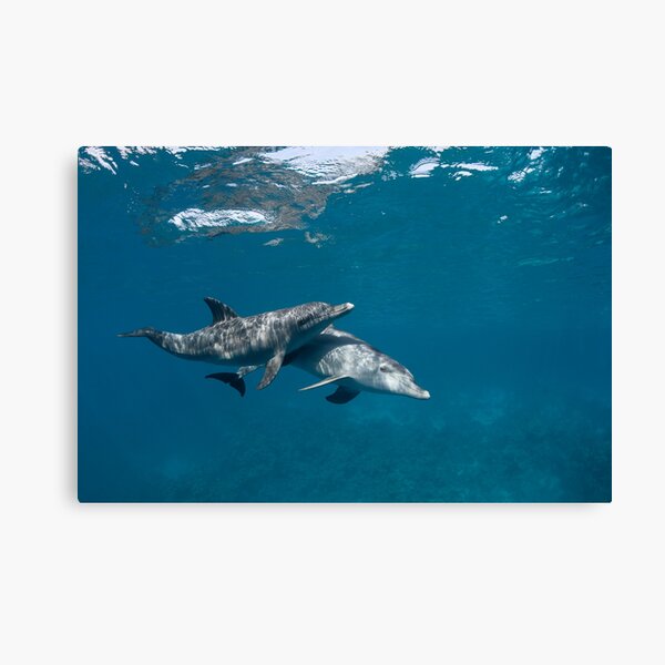 Sweet couple Canvas Print