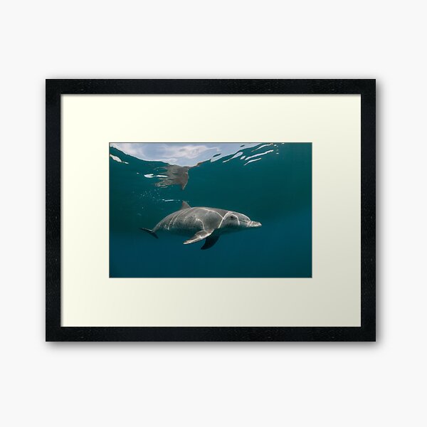 Eye to eye with dolphin Framed Art Print