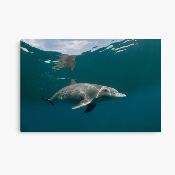 Eye to eye with dolphin Canvas Print