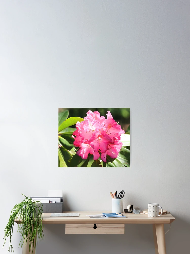 Thumbnail 2 of 3, Poster, Pretty Rhododendron designed and sold by croper.