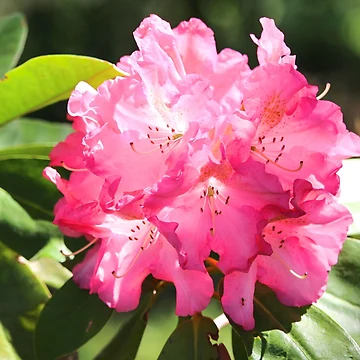 Artwork thumbnail, Pretty Rhododendron by croper