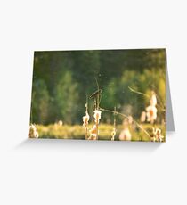 Flit Greeting Card