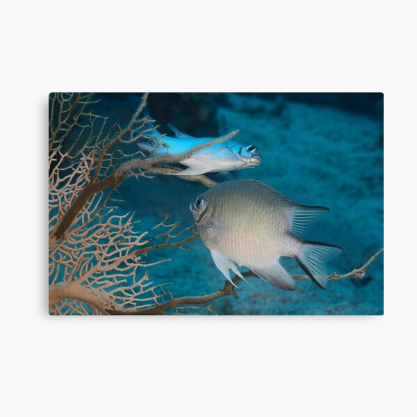 New Life Canvas Print