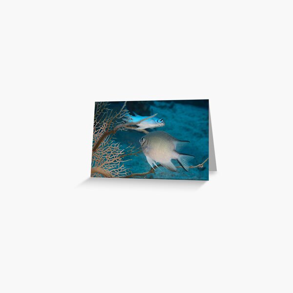New Life Greeting Card