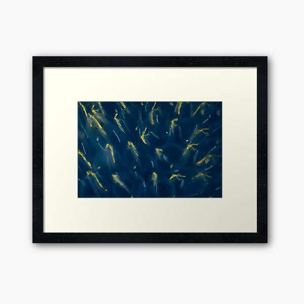 Ephemeral Framed Art Print