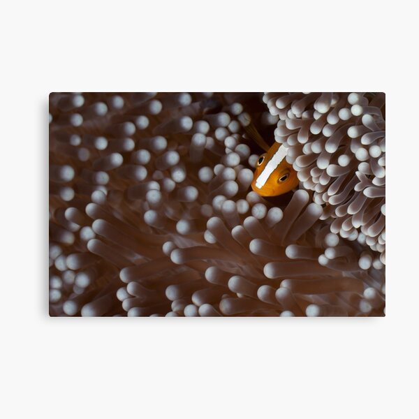 Who woke me up? Canvas Print