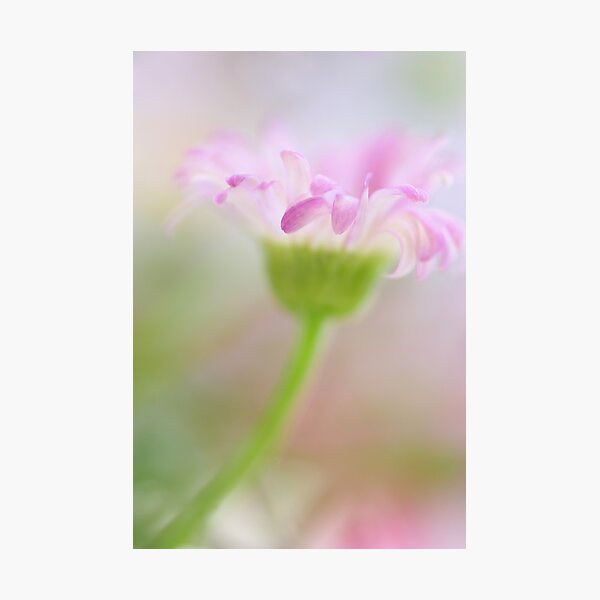 .blush. Photographic Print