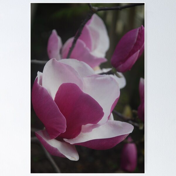 Item preview, Magnolia Full Bloom designed and sold by Catherine Davis.