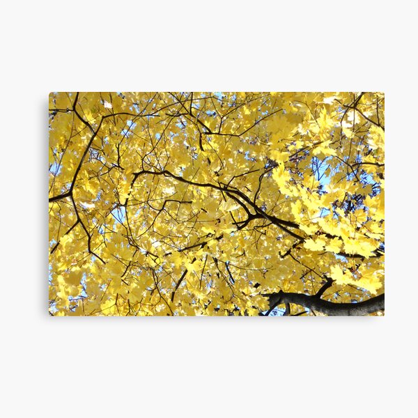 Golden Canvas Print