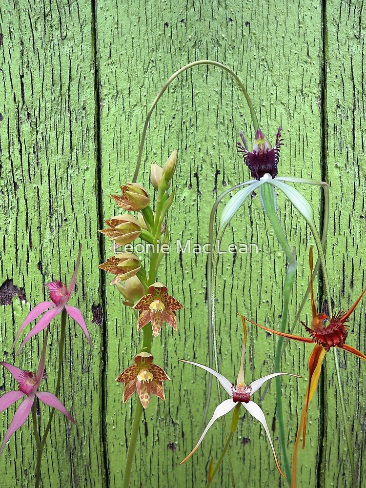 Cerise Spider Orchid on Green Painted Wall, native orchids of Western Australia. by yallmia