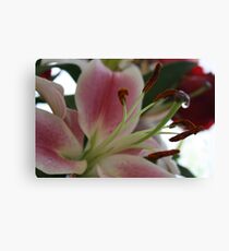 Stargazer Lilly bouquet Canvas Print