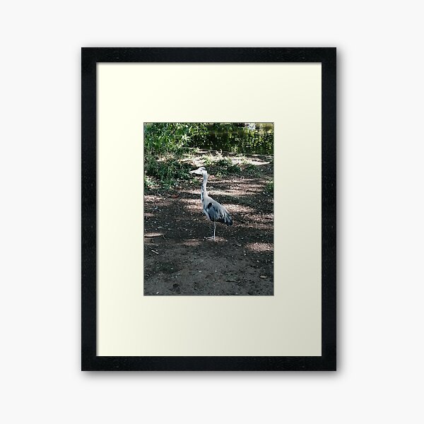 Egyptian Goose Framed Art Print
