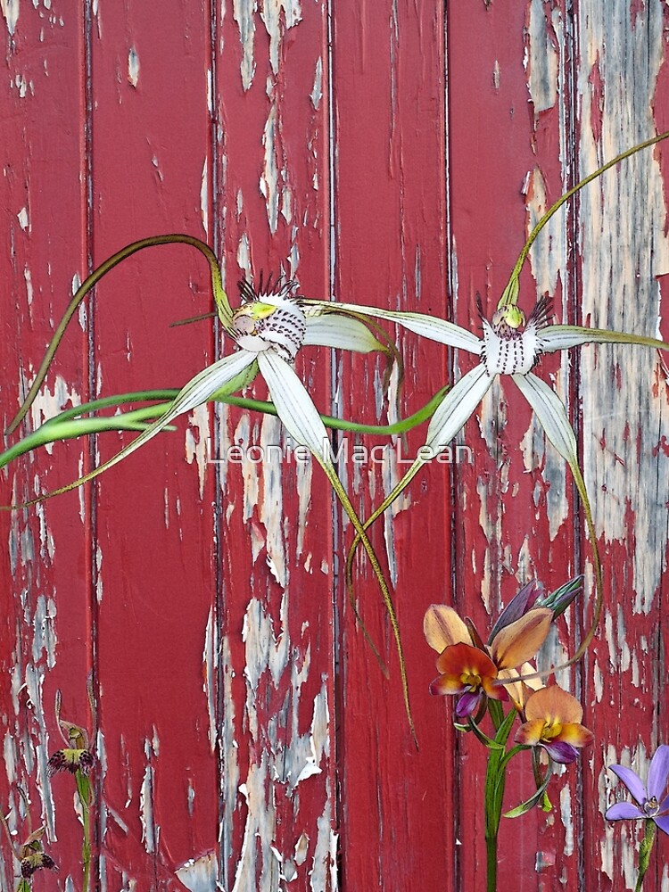Longicordia Orchid with Red Painted Wall, native orchids of Western Australia. by yallmia