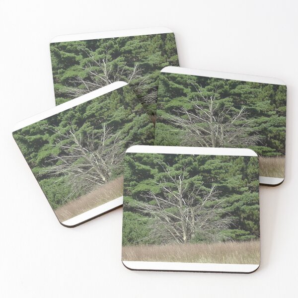 Item preview, Two DeadTrees                   Pentax Digital Camera (X-5) Series  designed and sold by TKUsitalo.