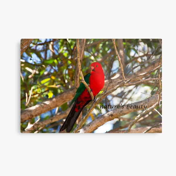 nature's beauty Metal Print