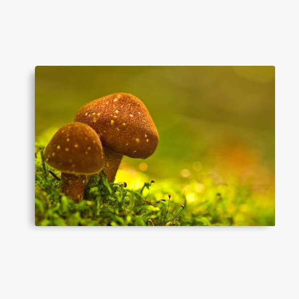 double brownies Canvas Print