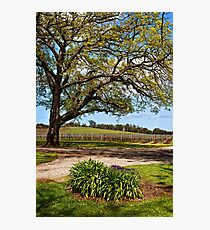 Vineyard Photographic Print