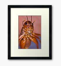 The Parktown Prawn Framed Print