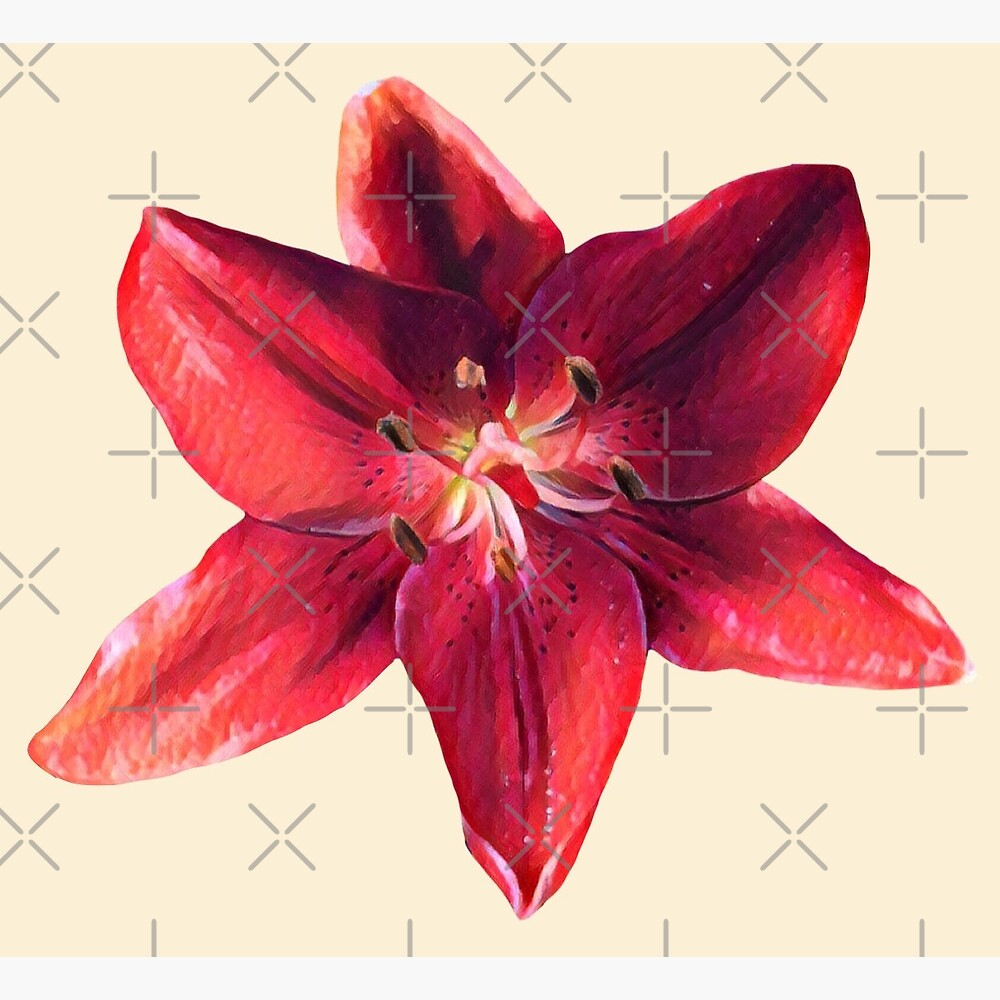 Red Lily Bloom — Poster