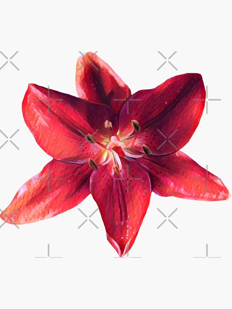 Red Lily Bloom by planet-eye