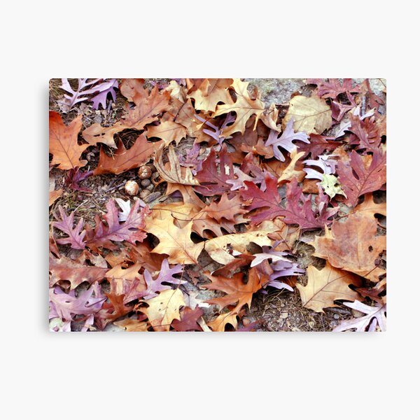 Glory Underfoot Canvas Print