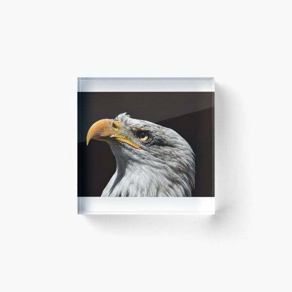 Item preview, Bald Eagle HiRes Photography Wall Art designed and sold by PODLizardWizard.