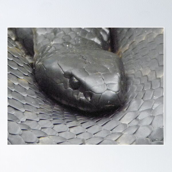 Item preview, Tiger Snake 2 designed and sold by Paul Campbell  Photography.
