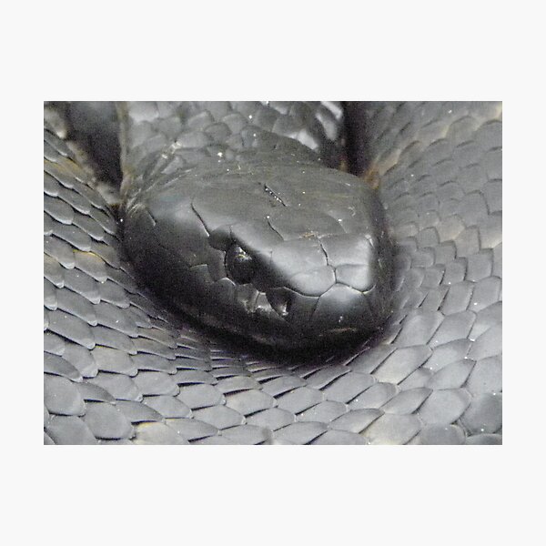 Item preview, Tiger Snake 2 designed and sold by Paul Campbell  Photography.
