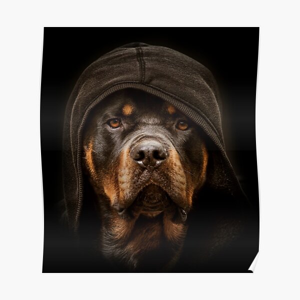 Rottweiler 'The Boss' Hund Poster