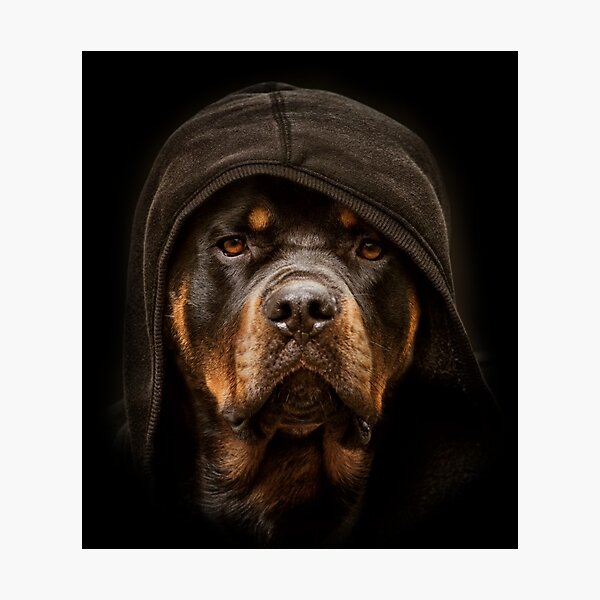 Rottweiler Der Boss-Hund Fotodruck