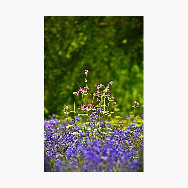 Item preview, Meadows designed and sold by Image123.