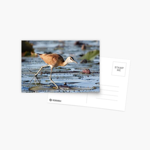 African Jacana Postcard