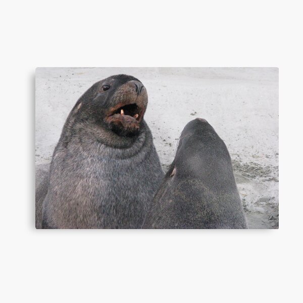 Item preview, Sealions at war designed and sold by Neil Crittenden.