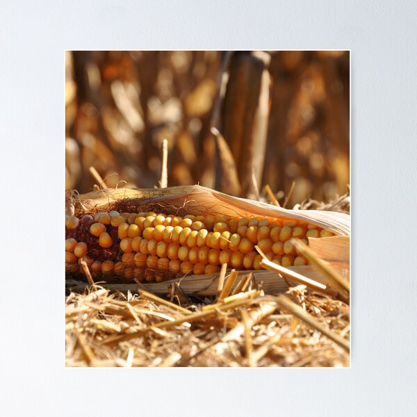 Item preview, Corn designed and sold by BrianDawson.