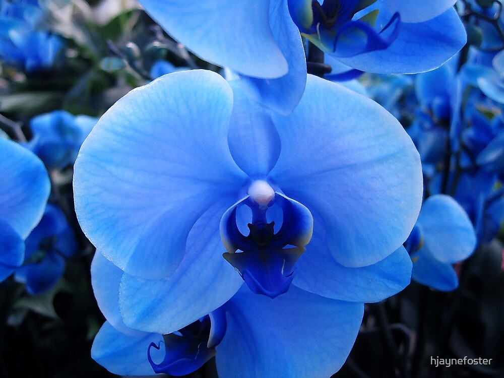 "Feeling Blue... " by hjaynefoster | Redbubble