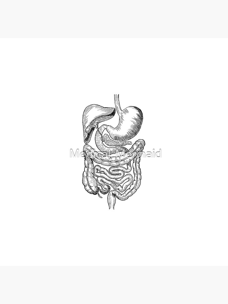 Internal Human Digestive System Stock Vector - Illustration of medicine,  liver: 50738159