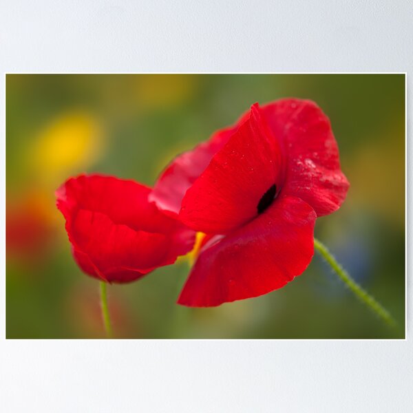 Item preview, Poppy Gossip designed and sold by Sarah-fiona Helme.