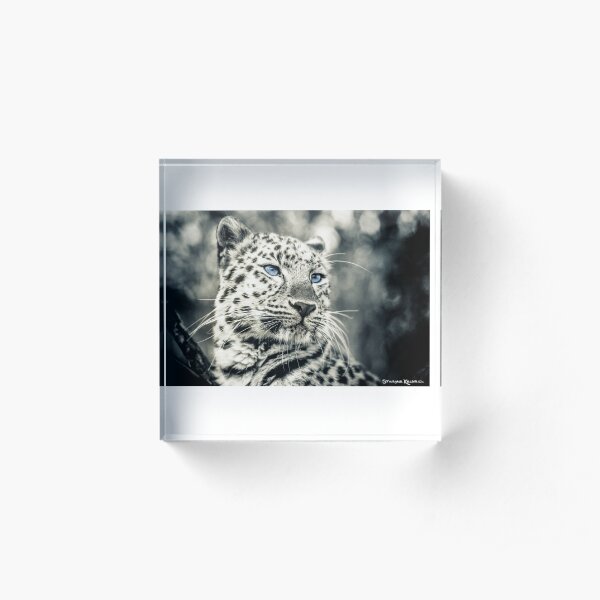 Love Panther III Acrylic Block