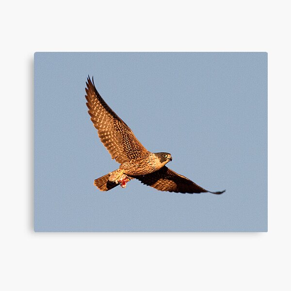 111210 Peregrine Falcon Canvas Print