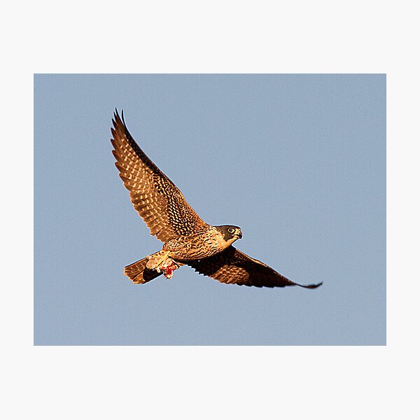 111210 Peregrine Falcon Photographic Print