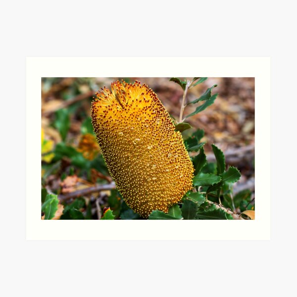 Banksia media Art Print