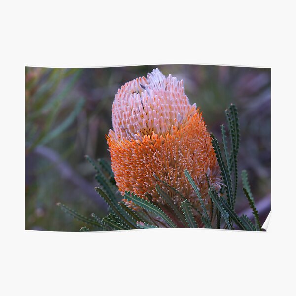 Banksia hookeriana Poster