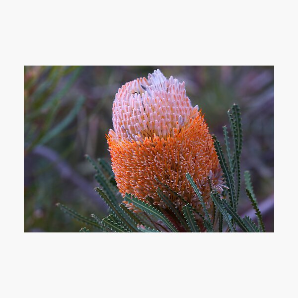 Banksia hookeriana Photographic Print