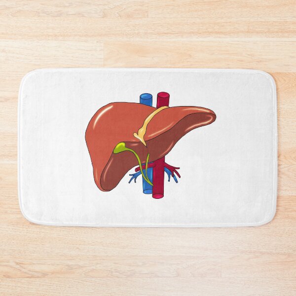 Item preview, Liver anatomy medical doctor designed and sold by carries-anatomy.