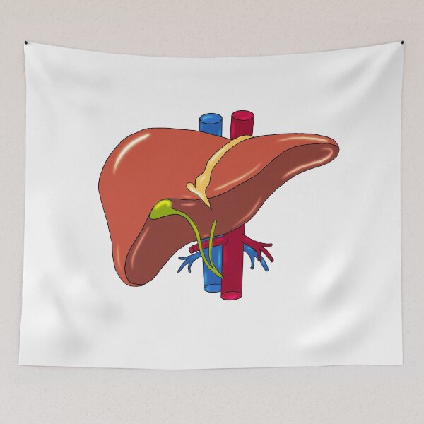 Item preview, Liver anatomy medical doctor designed and sold by carries-anatomy.
