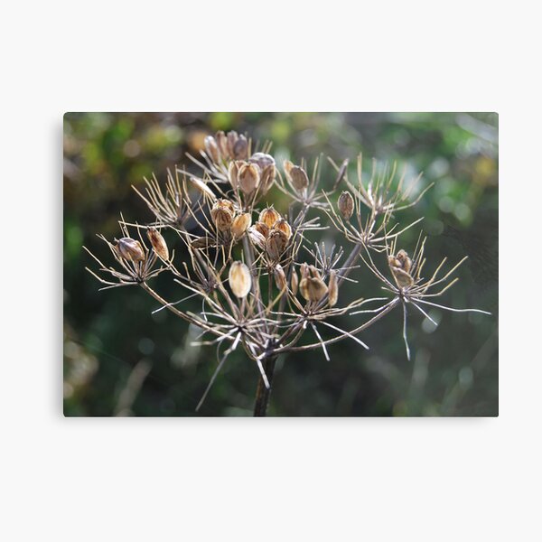 autumn Metal Print
